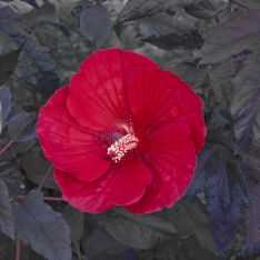 Hibiscus Midnight Marvel PP24079